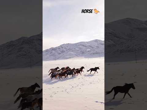 ANIMAL I HORSES 🐎 I BEAUTIFUL VIEW I HORSE RIDDING I HILL #shorts #ytshorts #horse #horseriding