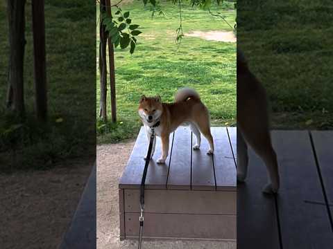 犬の動画サムネイル - 再アップしました！午前中にあげてた動画の音源が変な音してたので😭　#柴犬　#柴犬とん
