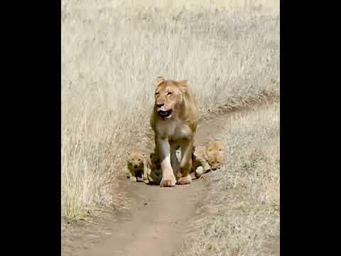 Cute baby lion 1 #lioncubs #littlelion #mom