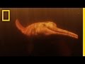 Understanding Pink River Dolphins