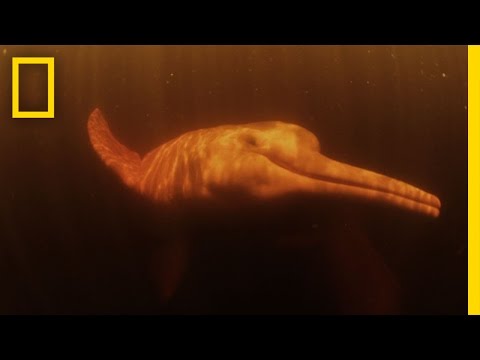 pink <b>river</b> dolphins