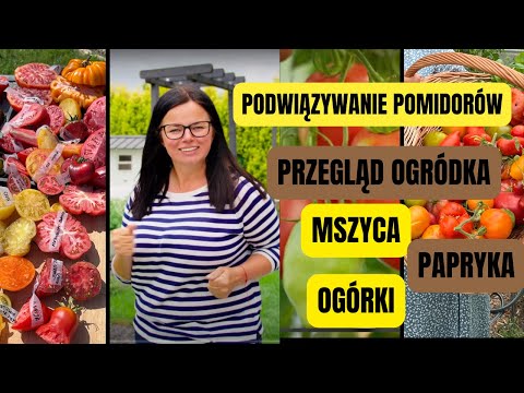 PODWIĄZYWANIE POMIDORÓW | PRZEGLĄD OGRÓDKA | Kasia in