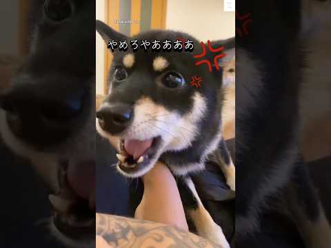 黒柴が怒る瞬間を楽しもう！柴犬ファンにおすすめの面白映像 サムネイル