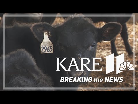 YouTube video thumbnail: Minnesota Ranchers Speak out Against President Trump's Idea to Import Beef From Argentina