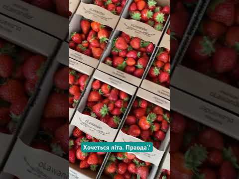 Це наша літня полуниця з парку oLawander #полуниця #літо