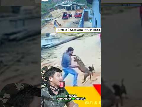 ATAQUE DE PITBULL - Vida Animal Comentada