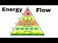 Energy Flow in Ecosystems