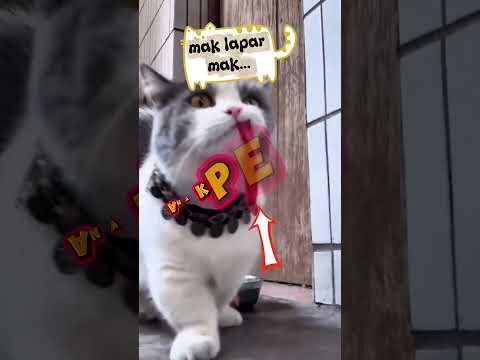 keluarga cemara #short #shortvideo #cat #kucing #kucinglucu #viral
