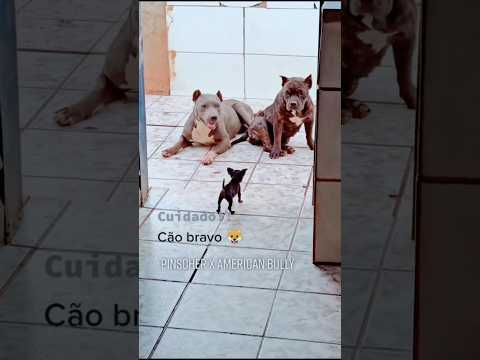 O Pinscher enfrentou dois Pitbulls ! #pet #pets #dog #dogs #shorts #short #shortvideo #foryou #fyp