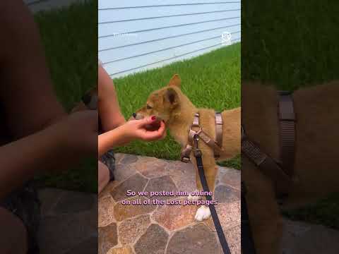 Stray 'Coyote' Pup Finally Finds a Loving Home❤️