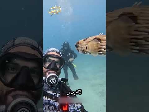 سمكة المنتفخة السامة جدًا 🐡