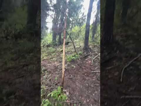 Gnarly elk run #subscribe #elk #rut #september #idaho #shorts #content #creator #pnw