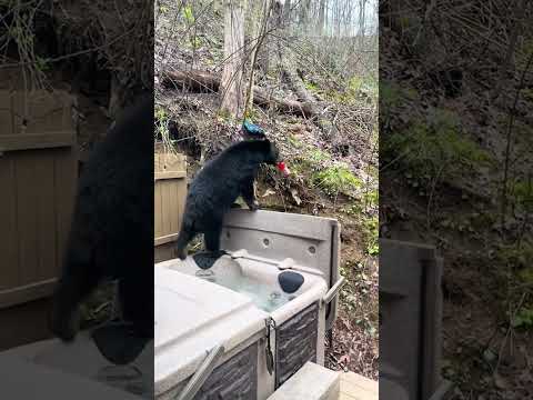 Bear Steals Gatorade from Porch