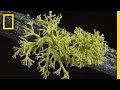 Lichens: A Symbiotic Relationship