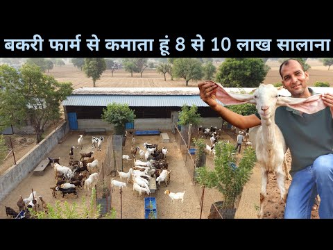 शहर की जिंदगी छोड़ गांव में बकरी पालन से कमा रहे है लाखों | Goat Farming | Goat Farm Tour