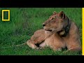 Lion Conservation in Gorongosa National Park