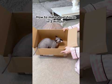 How to make a pet house in 3 minutes #cat #pet #petlover
