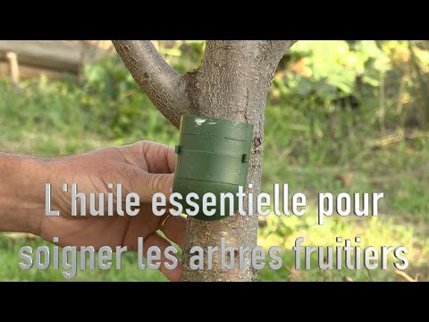 L’huile essentielle de sarriette vivace des montagnes pour soigner la cloque du pêcher.