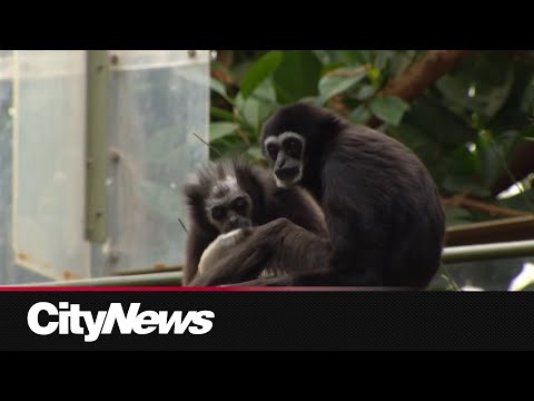 White-Handed Gibbons display love and affection