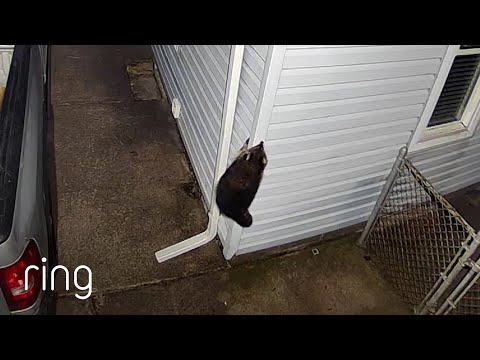 This Massive Raccoon Approached a Home as if it Owned it | RingTV