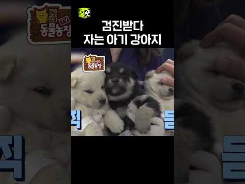 아고 졸려?😍 #달리 #DALI #TV동물농장 #shorts