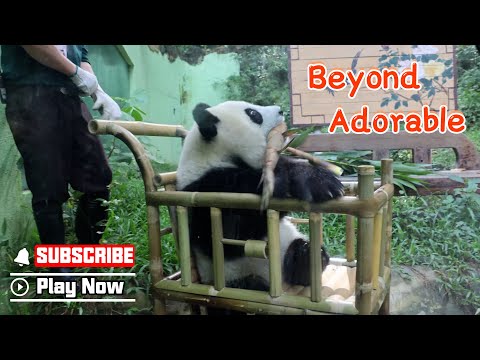Not A Teddy Bear, It's A Real Panda Sitting In The Stroller | iPanda