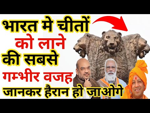 3 चीता ही क्यों लाया गया 😱| गांधी जयंती| 2 October| amazing facts| #Trending_Facts