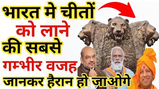 3 चीता ही क्यों लाया गया 😱| गांधी जयंती| 2 October| amazing facts| #Trending_Facts