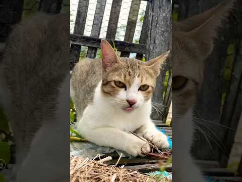 #cat #cats #cute #catvideos #catshorts #catai #ai #funny #love #pets #lovely #shorts #shortvideos