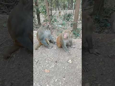 Closer to happiness monkey animal world