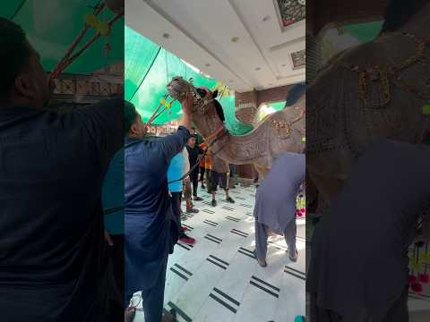 #qurbani#viral#beautiful #qurbani2025#shortsfeed #eiduladha #camel