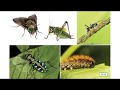 Insect Biology and Ecology