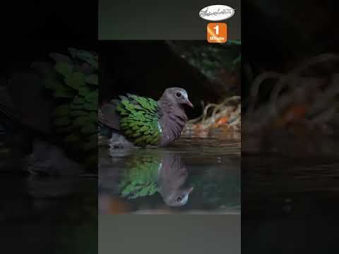 สีสันธรรมชาติ นกป่าเล่นน้ำคลายร้อน