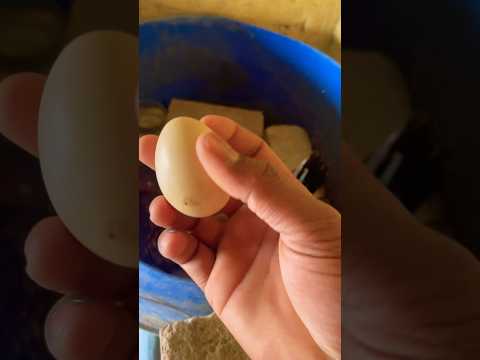 Asil murge ke egg#asilchickens #hen #shors