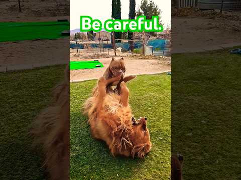 It's dangerous. Be careful #like #puppy #cute #fun #love #live #shorts #youtube #americanbully