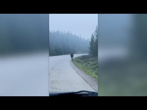 Up-close moose encounter captured on video in Alberta