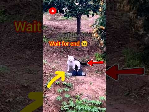 Cat's catch the bird 😭 #birds #kabutar #cat #shorts #shortvideo #ytshorts