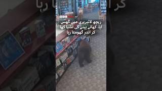 Bear raids snacks, takes a stroll inside library - BBC URDU