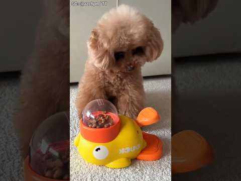Nggak Nyangka, Anjing Ini Sampai Segitunya Demi Cemilan Terakhir!