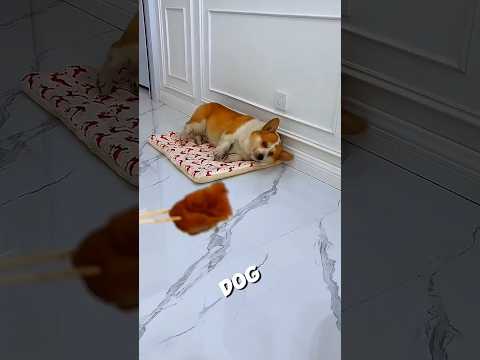 He Thought the Dog Wasn’t Hungry… Big Mistake!