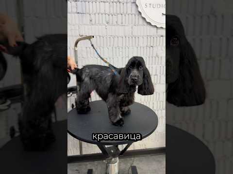 Преображение из юной леди в раскошную даму ☺️ #fyp #viral #груминг #стрижкасобак