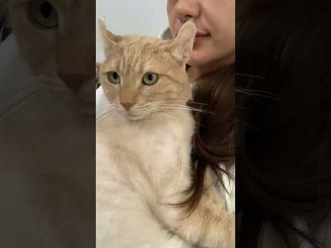 Кошачий детёныш)