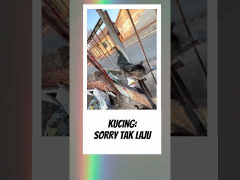 Kucing ini ke install ular kayanya #kucing #fyp #videolucu