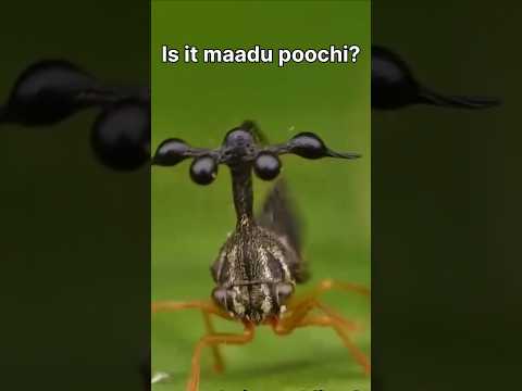 Maadu poochi different version😲.....subscribe for more