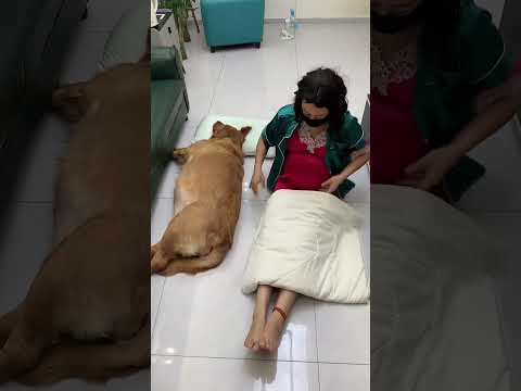 一起再睡会#狗狗  #funny #pets