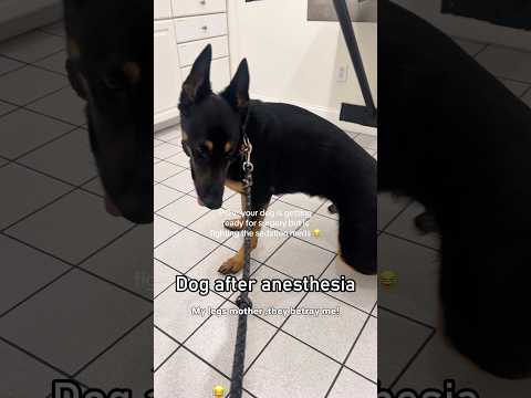 Dog.exe has stopped working#animals #pets #funny #dog #anesthesia