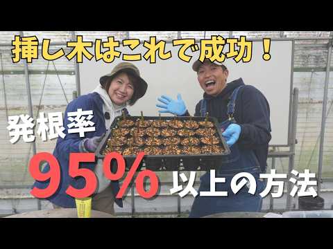 【初心者でも成功】ブルーベリー挿し木のやり方。発根率95%の方法をプロが解説