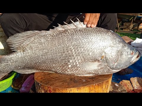 😱১.২মিলিয়ন মানুষ লাইভে কত বড় বড় সামুদ্রিক মাছ কাটিং দেখলো || Fish cutting skill live || Amazing fish