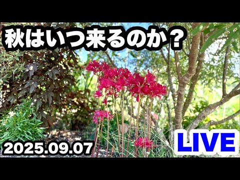 ◆この時期園芸店で販売しているお花は？