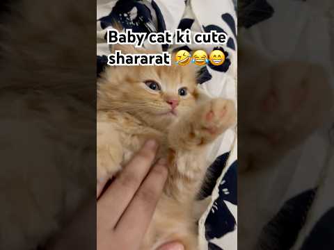 “Baby Cat Chilling on My Love & Getting Tickles 😂🐾”#viral #trending #youtubeshorts #short #cat